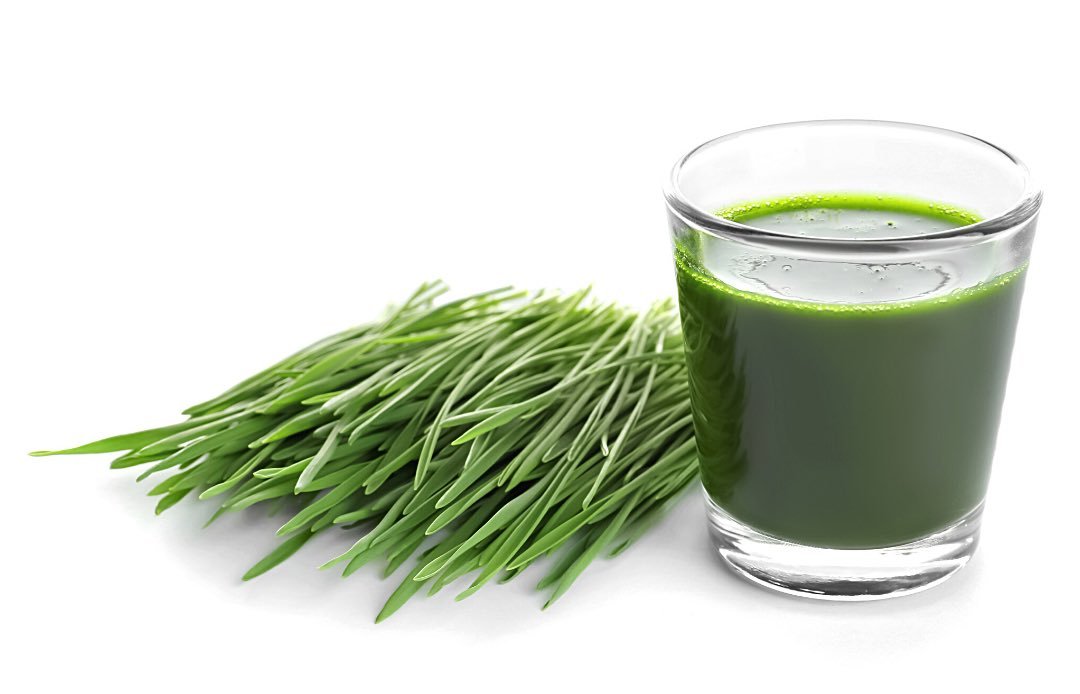 Organic Wheatgrass Sprouting Seed