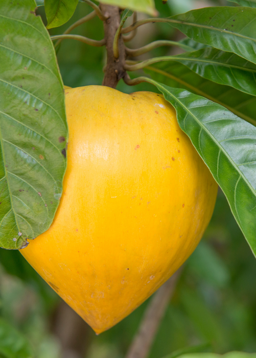 Canistel 'Oro' (Pouteria campechiana)