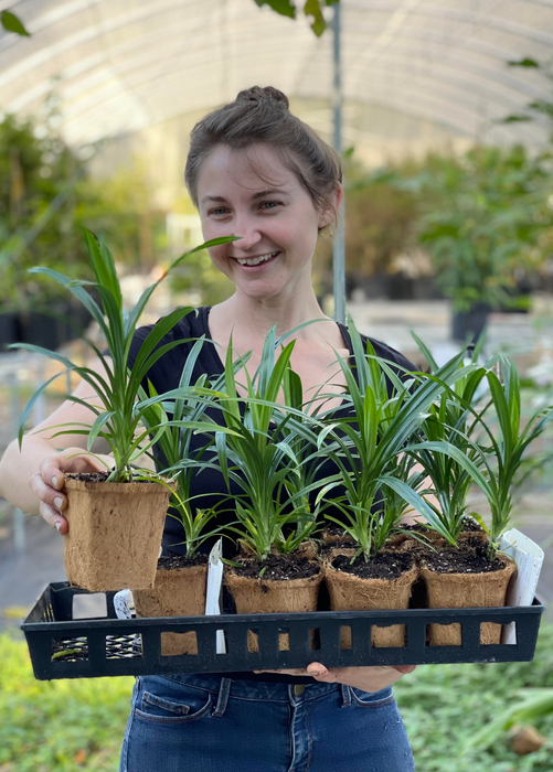 Pandan Leaf (Pandanus amaryllifolius)