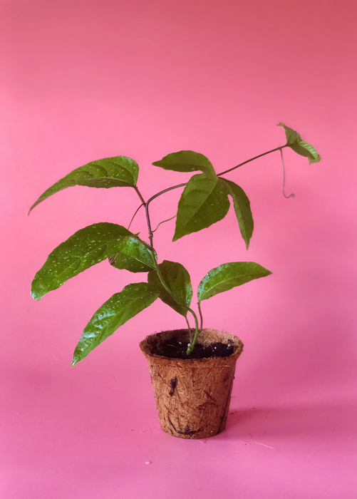 Passion Fruit ‘Purple Possum’ (Passiflora edulis)