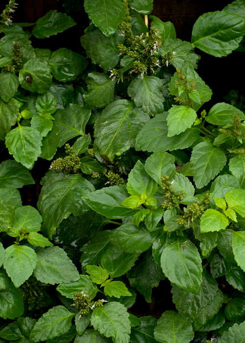 Patchouli (Pogostemon cablin)