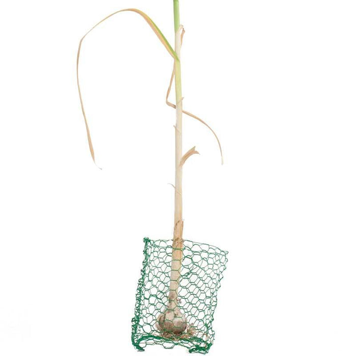 Root Guard Gopher Basket Mini (6/pk)