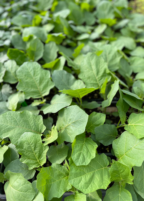 Thai Eggplant (Solanum melongena)
