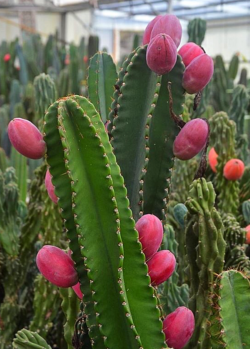 Peruvian Apple Cactus (Cereus repandus)