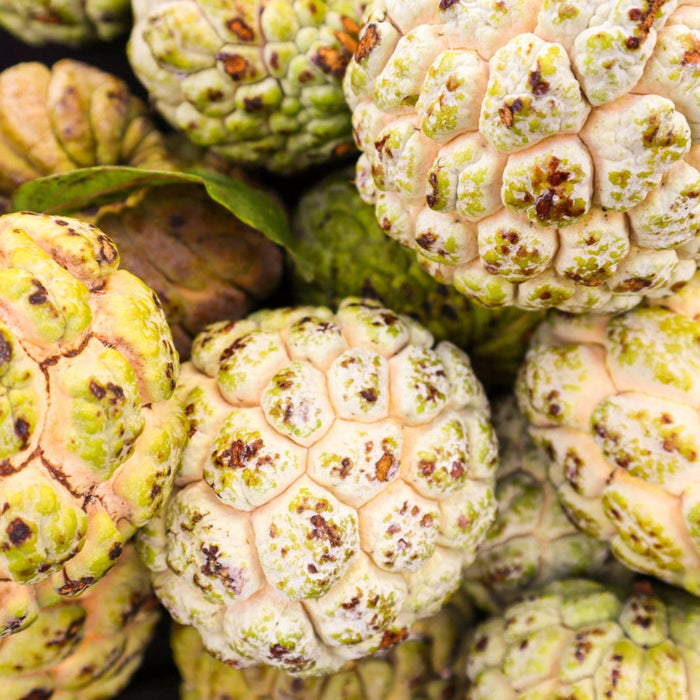 Sugar Apple (Sweet Sop) **Pre-Order***