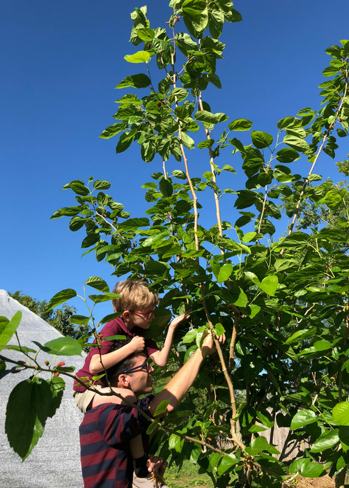 Mulberry 'Shangri La' (Morus alba x rubra)
