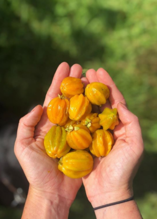 Pitangatuba (Eugenia neonitida)