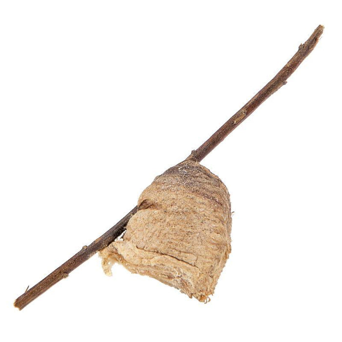 Praying Mantids Tenodera ardefolia sinensis (Case of approx 200 eggs)