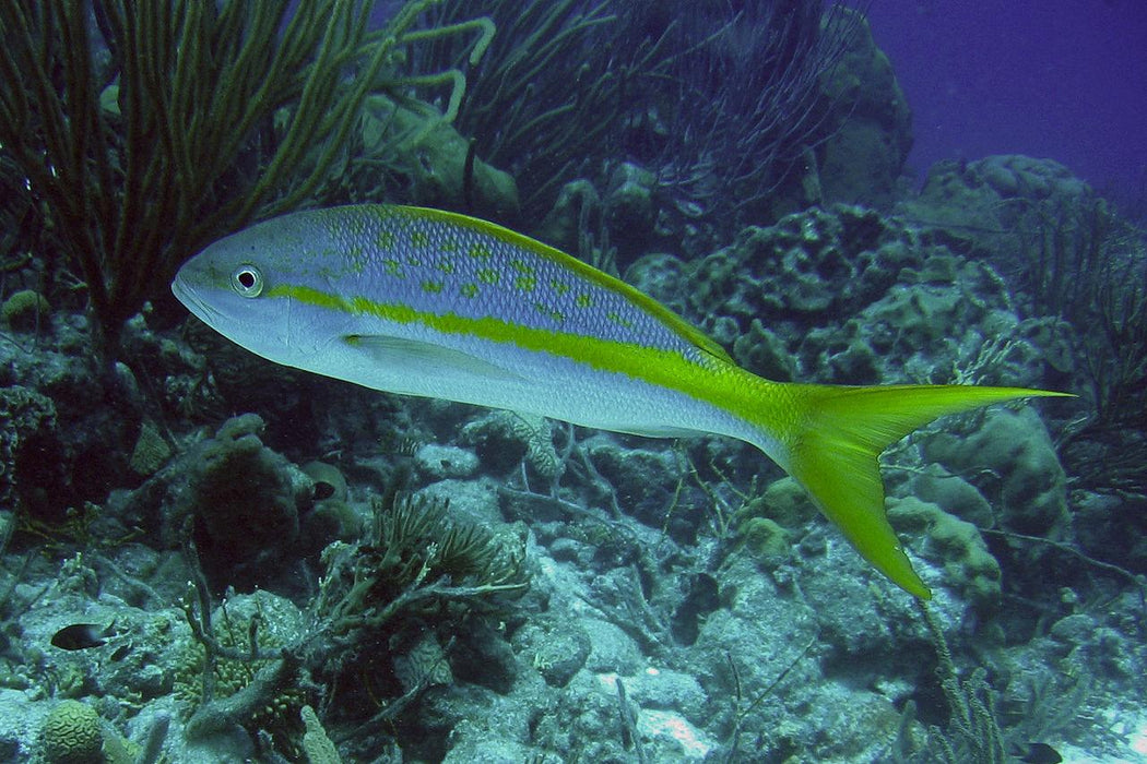 Premium Florida Keys Yellowtail Snapper Filet