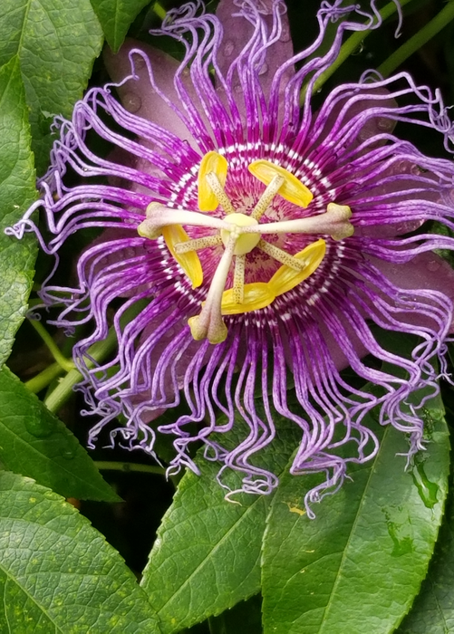 Passion Fruit ‘Purple Possum’ (Passiflora edulis)