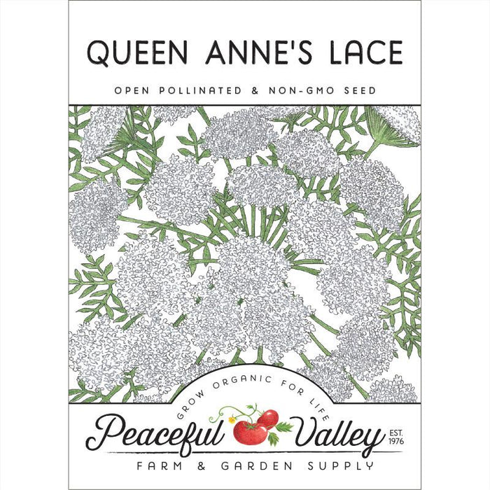 Queen Anne's Lace (pack)