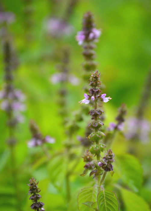 Tulsi 'Rama' (Ocimum sanctum)