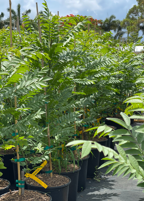 Jocote, Red (Spondias purpurea)