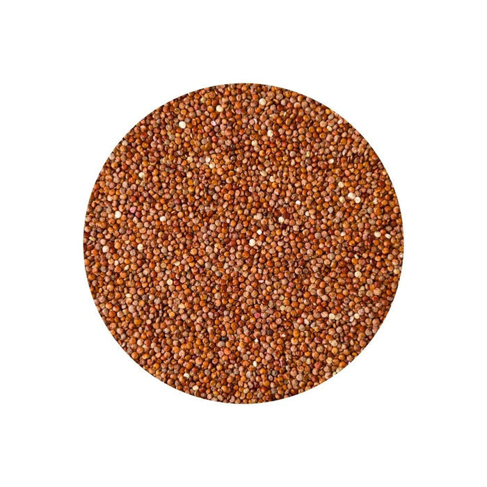 grainsRED QUINOARED QUINOASpecialty Food SourceQUINOA RED is not only visually appealing but also a nutritional powerhouse. Packed with protein, fiber, and essential amino acids, it's a fantastic gluten-free alte