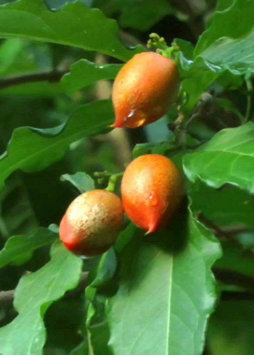 Peanut Butter Fruit (Bunchosia argentea)