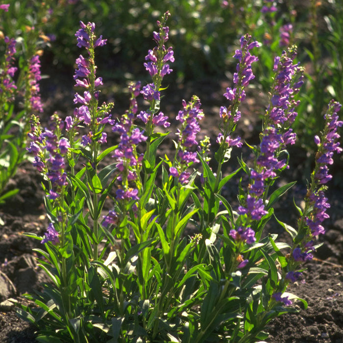 Penstemon, Rocky Mountain (pack)