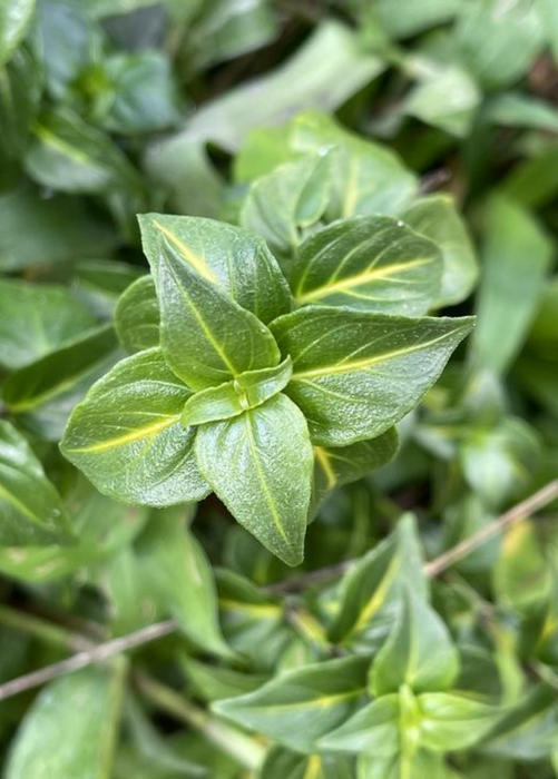 Mushroom Herb (Rungia klossii)