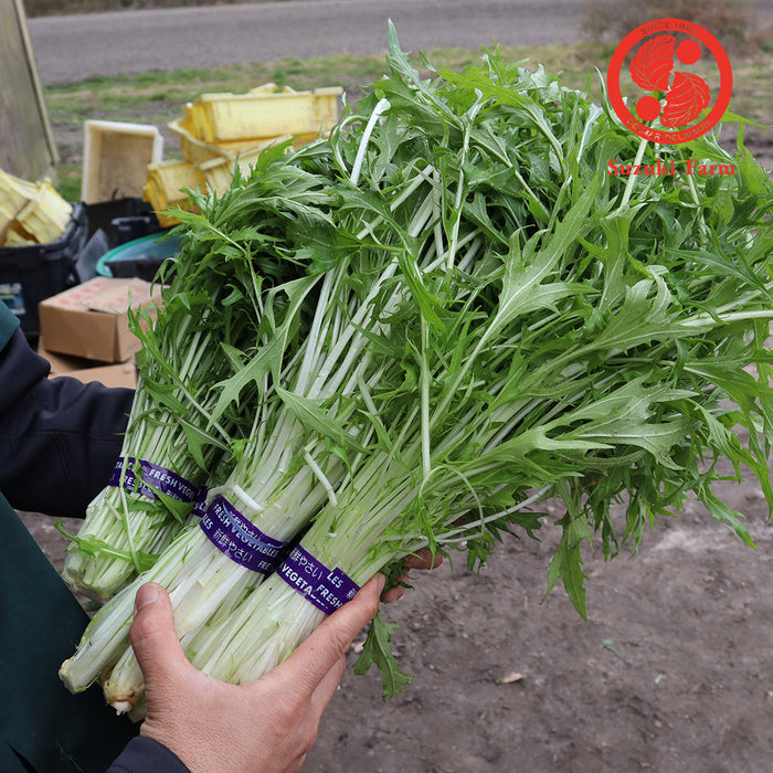 MIZUNA Leaves | Suzuki Farm | 1 bunch