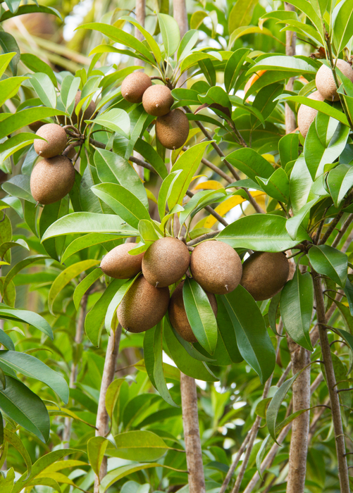 Sapodilla 'Alano' (Manilkara zapota)