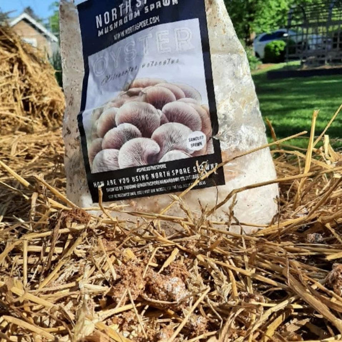 Organic Blue Oyster Mushroom Sawdust Spawn