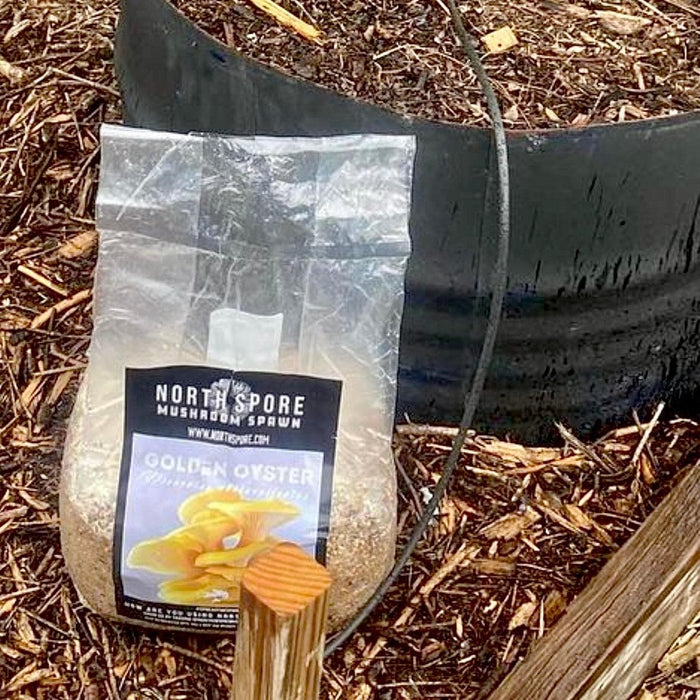Organic Golden Oyster Mushroom Sawdust Spawn