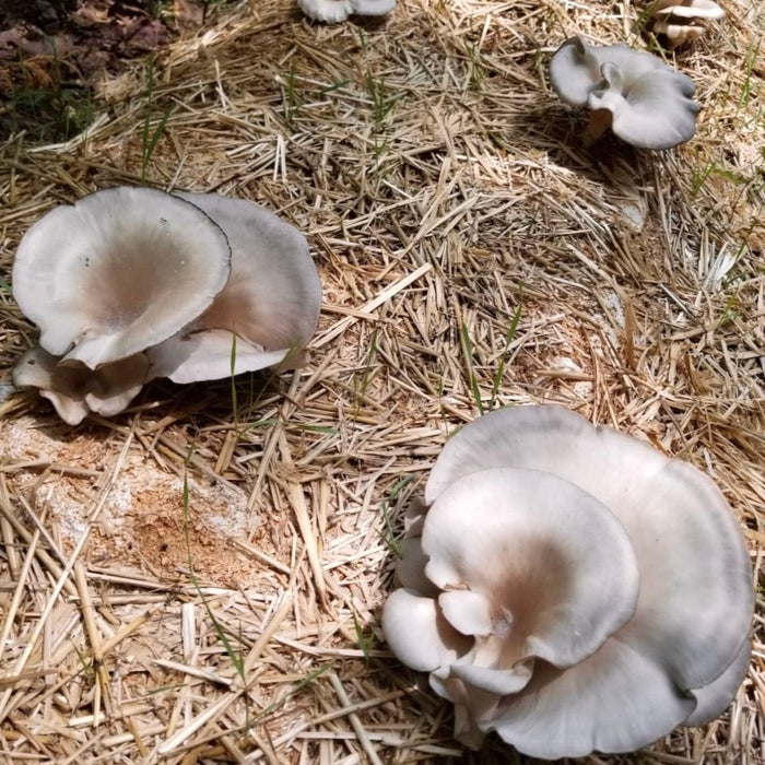 Organic Italian Oyster Mushroom Sawdust Spawn