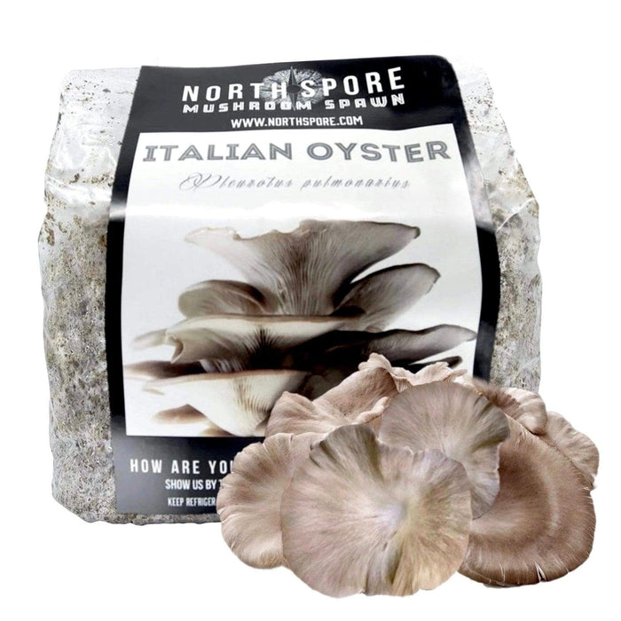 Organic Italian Oyster Mushroom Sawdust Spawn