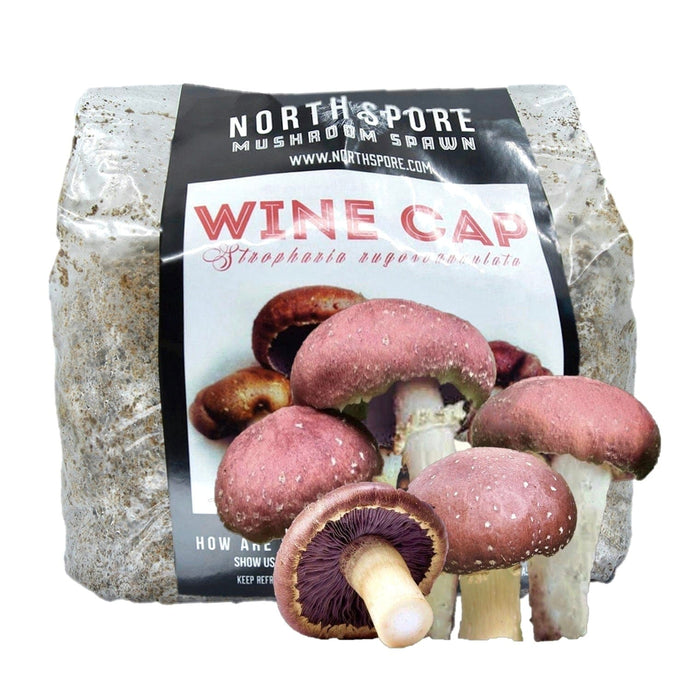 Organic Wine Cap Mushroom Sawdust Spawn