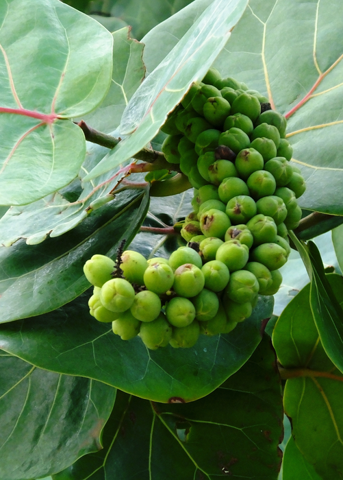 Sea Grape (Coccoloba uvifera)