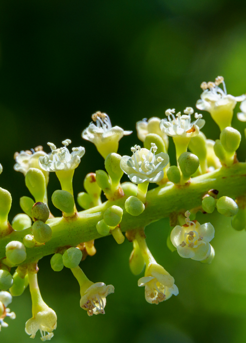 Sea Grape (Coccoloba uvifera)