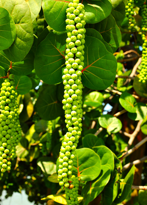 Sea Grape (Coccoloba uvifera)