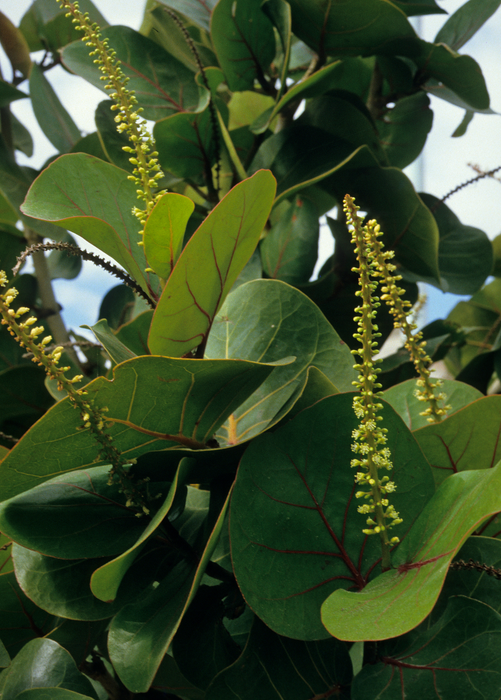 Sea Grape (Coccoloba uvifera)
