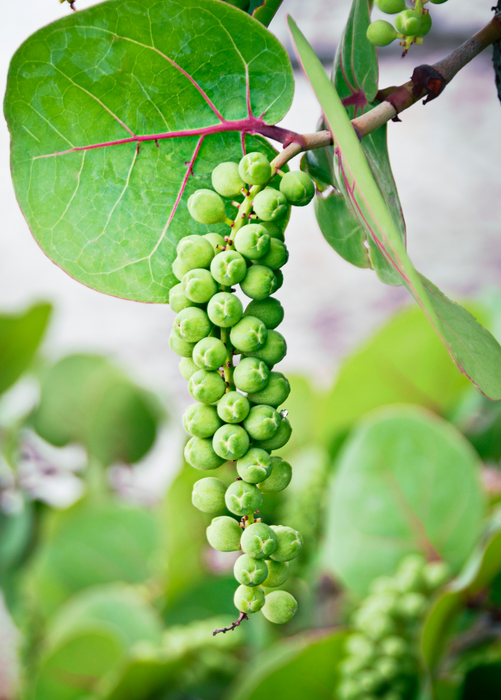 Sea Grape (Coccoloba uvifera)