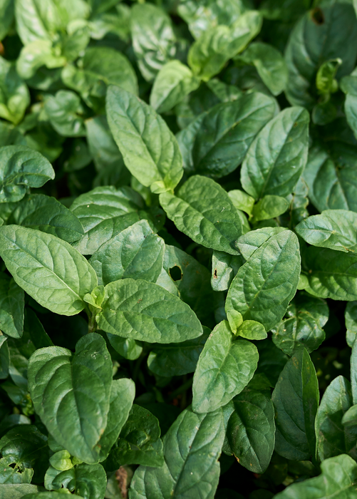 Self Heal Herb (Prunella vulgaris)