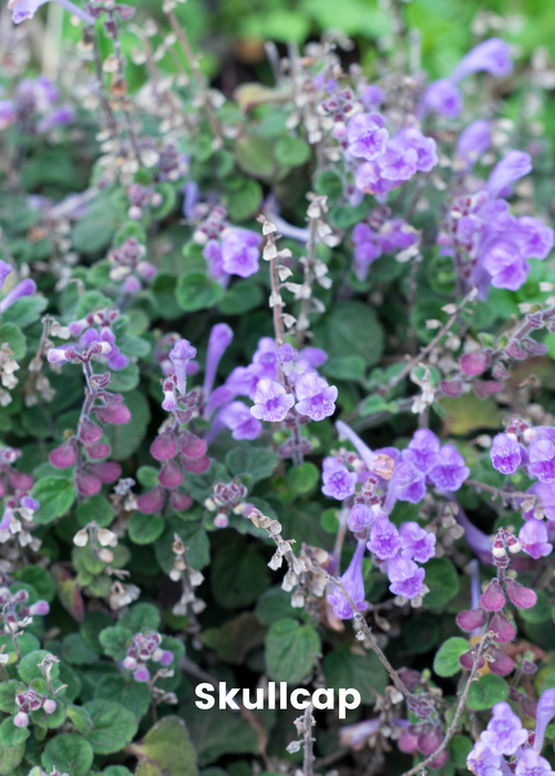 Adaptogen Herb Bundle: Gotu Kola, Skullcap, Ashwagandha, Tulsi