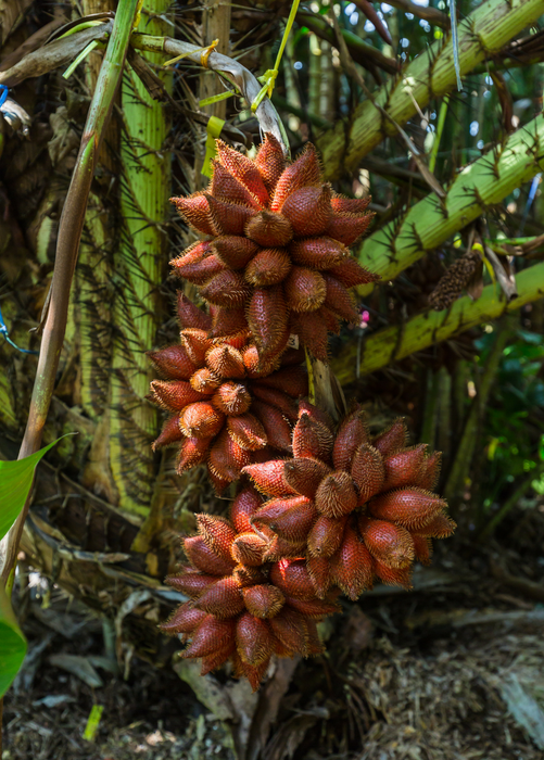 Snake Fruit (Salacca zalacca)