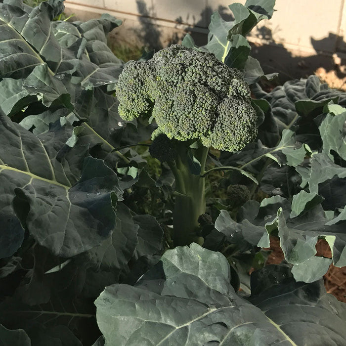 Di Cicco Broccoli Seeds (Organic)