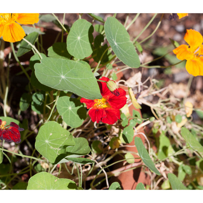 Dwarf Jewel Nasturtium Seeds (Organic)