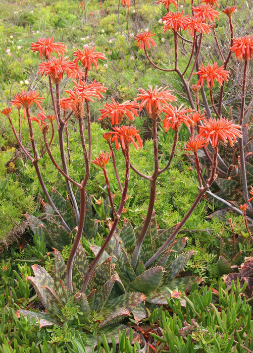 Soap Aloe (Aloe maculata)