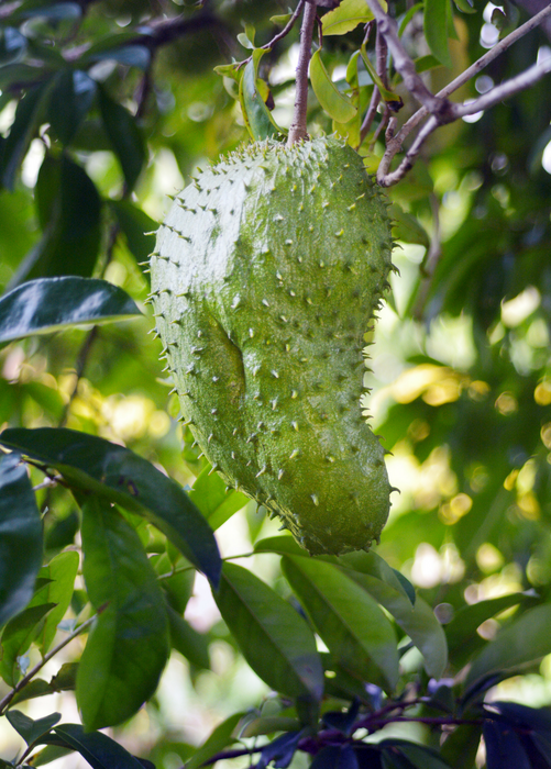 Soursop (Annona muricata)