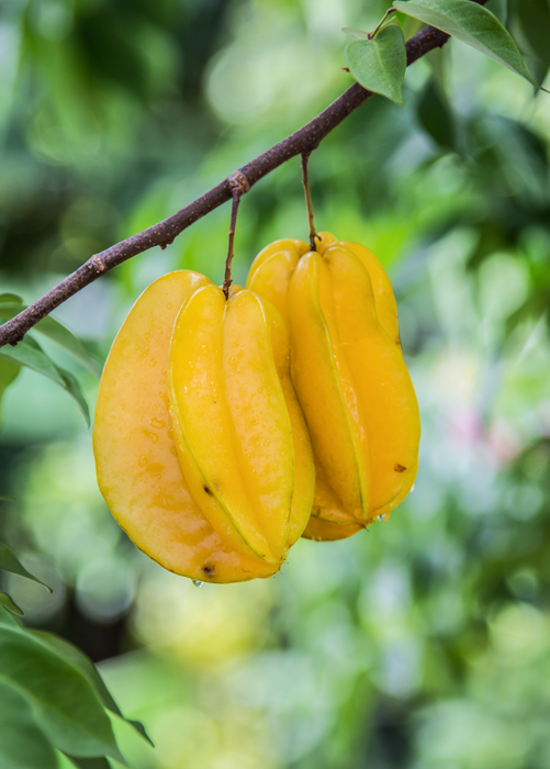 Star Fruit 'Lara' (Averrhoa carambola)