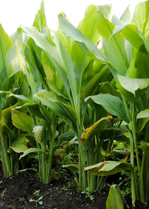 Turmeric, Orange (Curcuma longa)