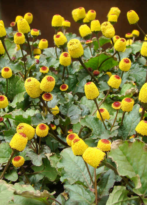 Electric Daisy Toothache Plant (Spilanthes acmella)