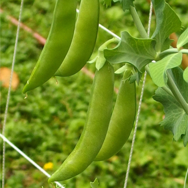 Sugar Daddy Pea Seeds (Organic)