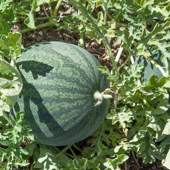 Sugar Baby Watermelon Seeds (Organic)