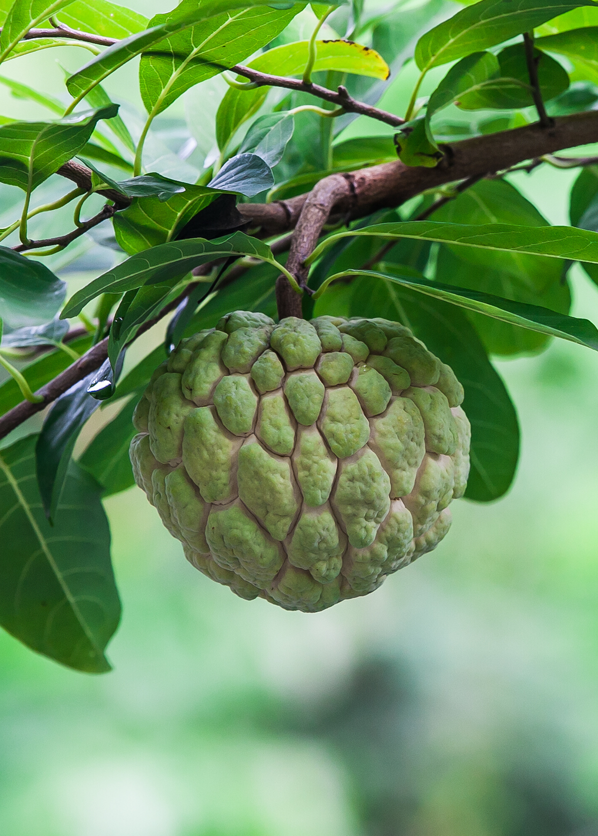Sugar Apple Seedling (Annona Squamosa) — Specialty Food Source