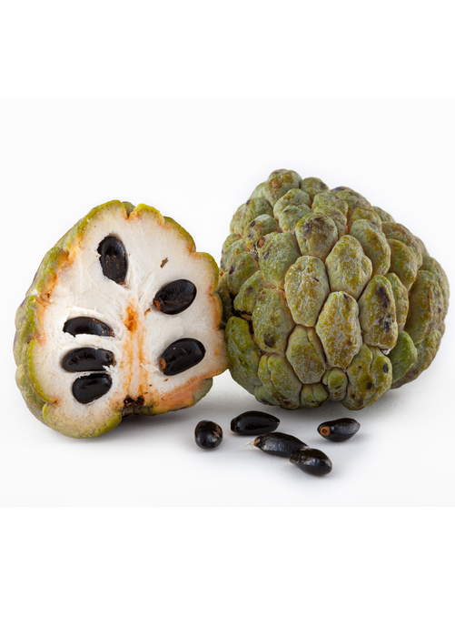 Sugar Apple 'Thai Lessard' (Annona squamosa L)