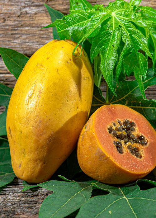 Sunset Solo Papaya (Carica papaya)