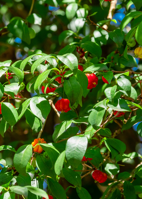 Surinam Cherry (Eugenia uniflora)