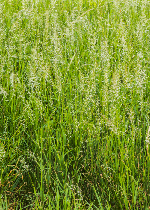 Sweetgrass (Hierochloe odorata)